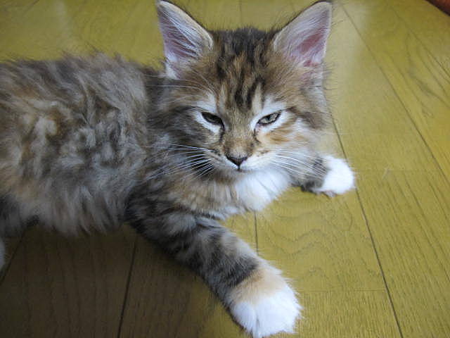にらみっ