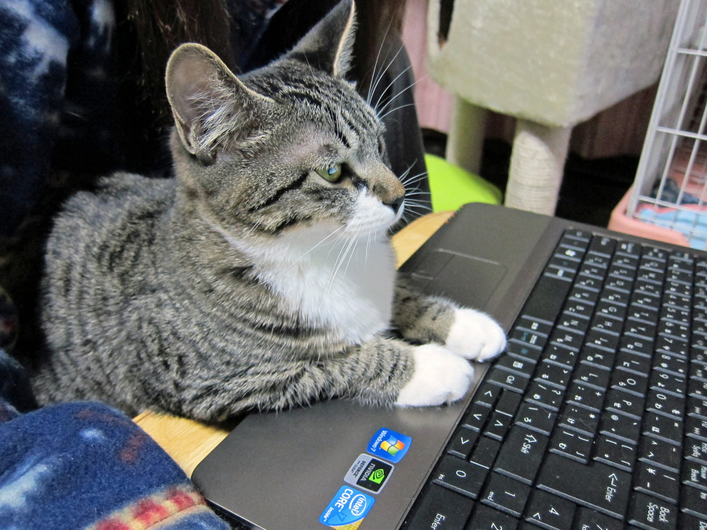 PCネコ