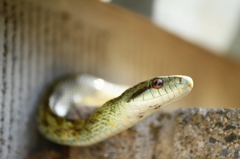 ヘビが出ました