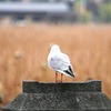 都会のオアシス