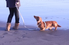 海と犬と散歩