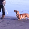 海と犬と散歩