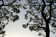 陰