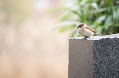 よし、飛ぶぞ！