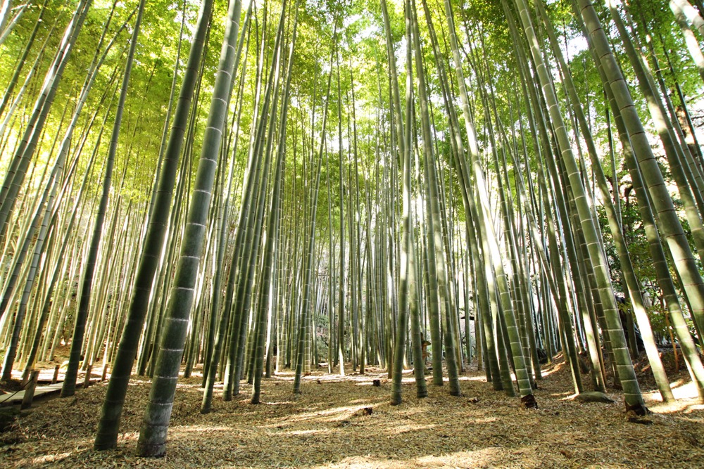 竹林２