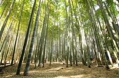 竹林２