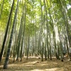 竹林２