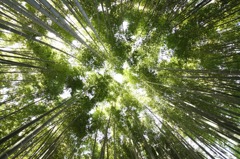 竹林