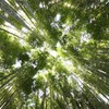 竹林