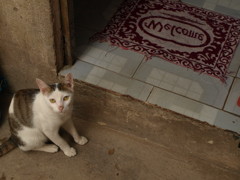 猫がお迎え。