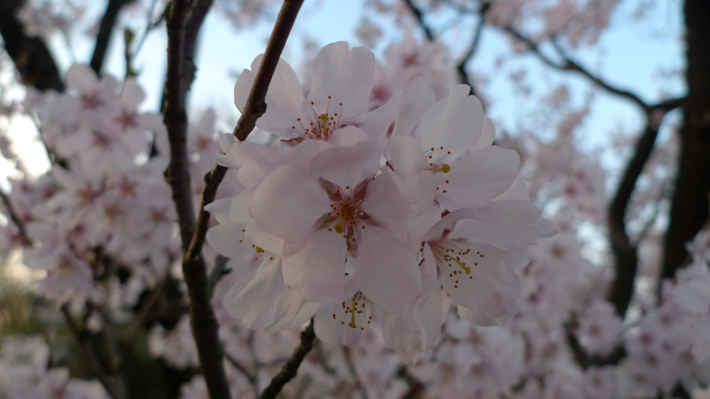 桜2