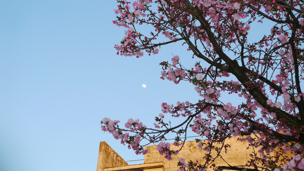 八重桜と月