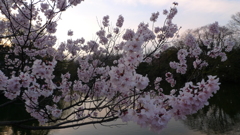 桜１