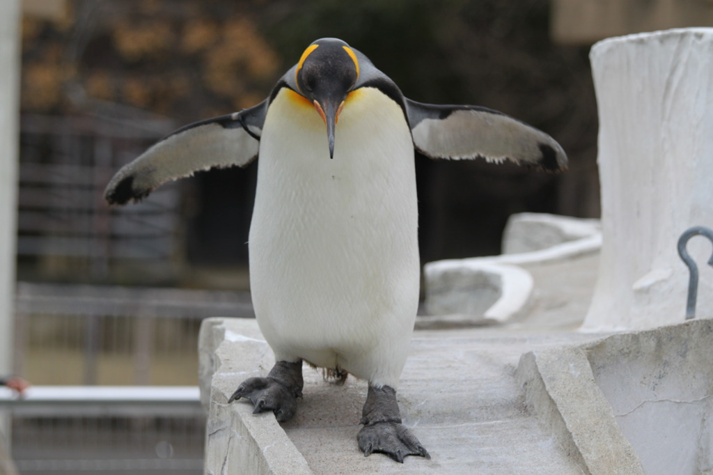 ペンギン