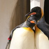 ペンギン