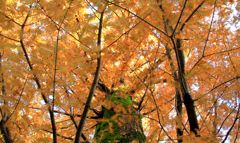 メタセコイヤの紅葉
