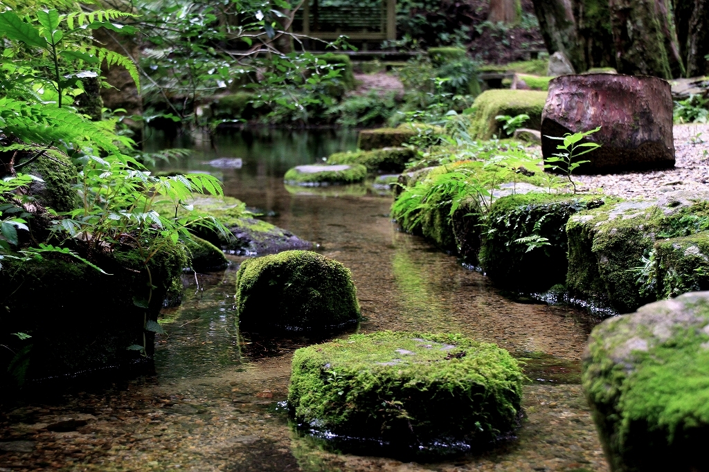 苔色②