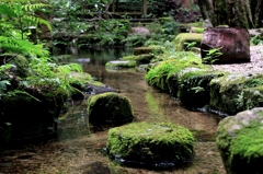 苔色②
