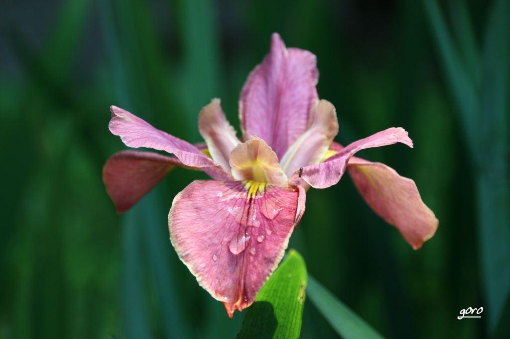 花菖蒲
