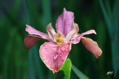 花菖蒲