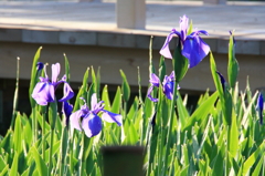 カキツバタ