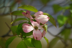疲れてしまった花