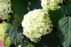 紫陽花