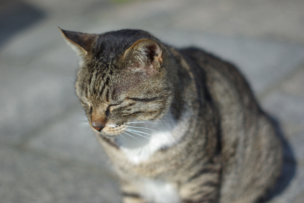 スーパータクマー55mmF1.8