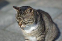 スーパータクマー55mmF1.8