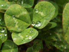 P4210058