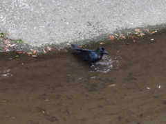 カラスの行水