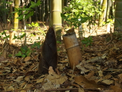 筍