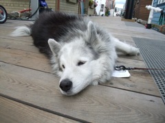 sleeping dog