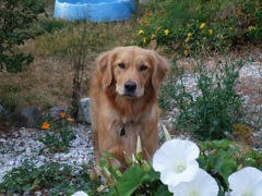 dog looking at camera