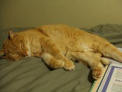sleeping cat