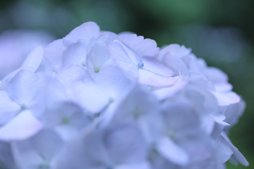 梅雨を彩る妖精たち③
