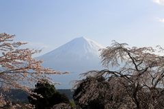 朝陽に輝く富士と桜