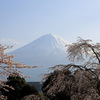 朝陽に輝く富士と桜