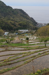 伊豆 石部の棚田