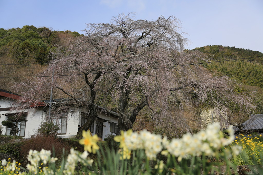 船原枝垂れ“春の実感”