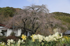 船原枝垂れ“春の実感”