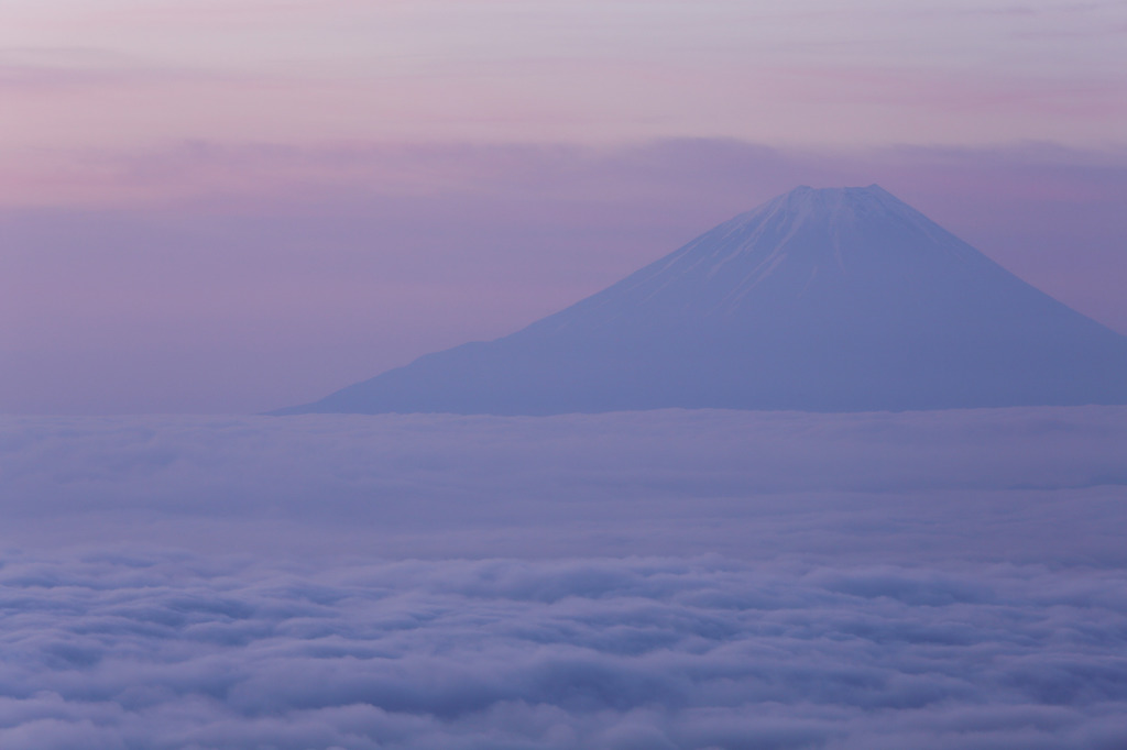 桃色雲海に浮かぶ富士