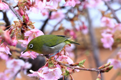 春の香りに誘われて…………