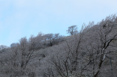 神奈川の樹氷?!
