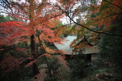 紅葉と山門