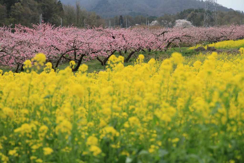 菜の花と桃の花