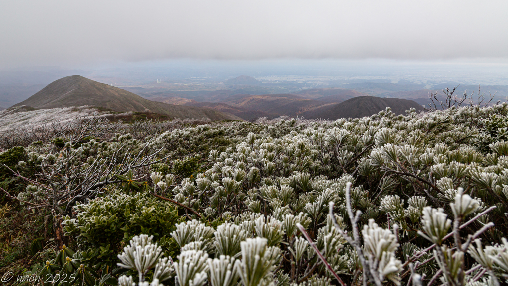 低山なのにハイマツ帯
