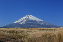 ぬけるような秋晴れとススキ