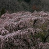 2011.4.3桜花火