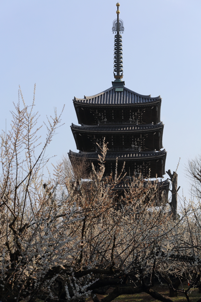 斜光の中の梅林と五重塔